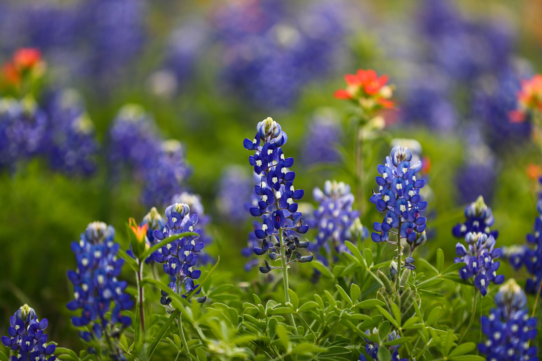 Brazos Valley Wildflowers